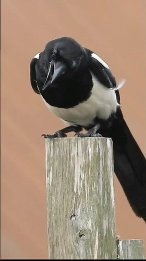 Eurasian Magpie Call/Sound, magpie song