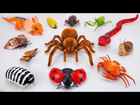 UNBOXING COLLECTION ZURU INSECT | Robo Tanatula Spider, Robo Naja Cobra Snake Compilation | ASMR