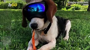 Cute Doggie Pics Alert! Check Out This Biking Beagle Who Cruises Around in His Owner’s Backpack Wearing 'Doggles’