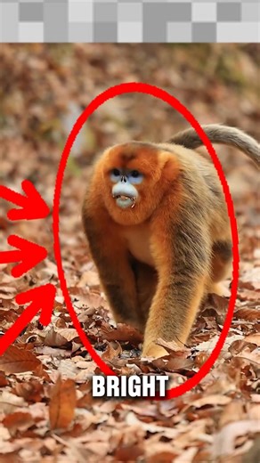 This Monkey Looks Fake… But Lives in Snow 😳🐒
