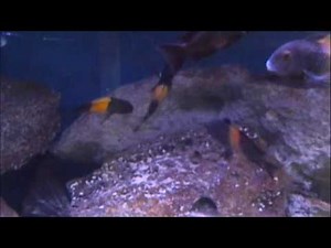 Tropheus Bemba