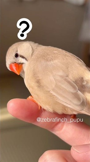 tiny bird on fingertip | 指先にちょこんとキンカチョウ