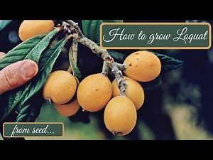 How to grow loquat tree from seed - Μουσμουλιά από σπόρο
