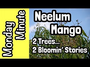 Monday Minute- 'Neelum' Mango: 2 Trees... 2 Bloomin' Stories!