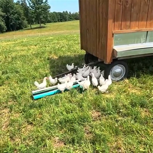 Time For The Chickens To Sanitize My Farm! | Stoney Ridge Farmer