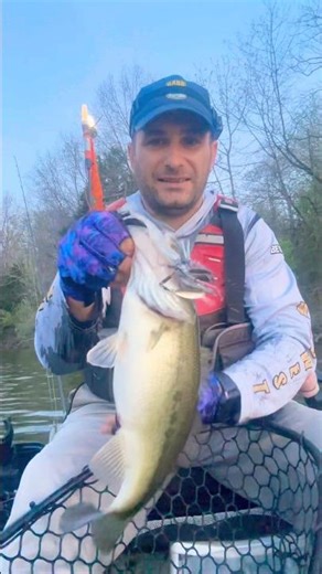 This shad spawn is absolutely insane #fishing #shorts