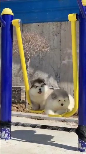 Cute Puppies playing on a swing 🙈🥺 #dog #puppy