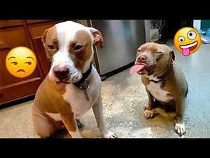 When You Live with a Comedian Dog 😂 Funny Dog and Human Videos #12
