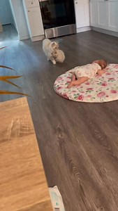 The lore behind Grandma Summer | Pearl's Ragdolls