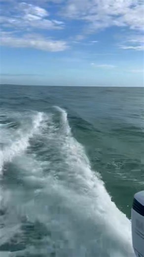 Not sure what I like more the dolphins jumping out of the water or these children, squealing being so excited for seeing them. | Anna Maria Island Dolphin Tours