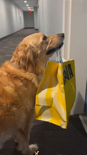 Hilarious Dog Tricks Compilation Featuring Golden Retrievers