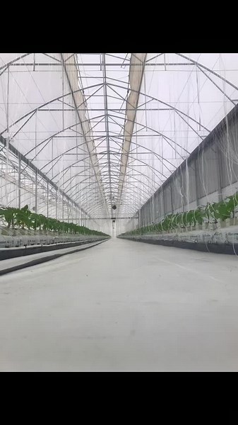 Agricola Pirineos/SanMigueldeAllende Gto#alimentos #vegetables #agricola #agriculture #invernadero #work #produccion #agricultura🚜🌱 #tecnologia #altatecnologia #trabajo