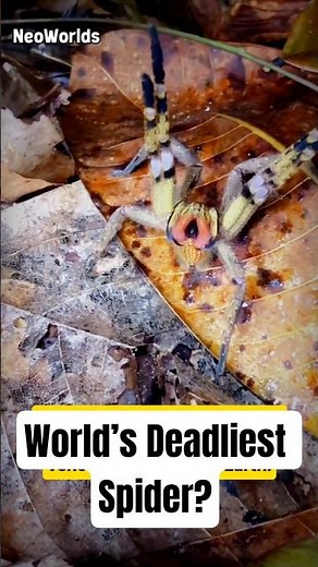 Brazilian Wandering Spider – One of the World’s Deadliest Spiders! 🕷️⚡ | Wildlife Shorts