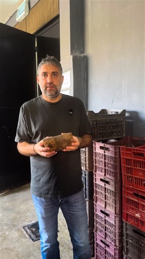 House of Zejd | What’s Really Inside an Olive Pit? We all enjoy olives—but what happens to the pits? These tiny seeds are more than just leftovers. From... | Instagram