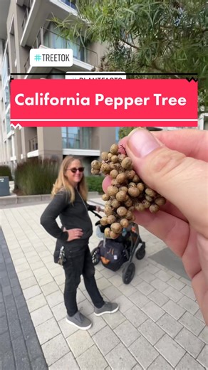 Schinus Molle (Peruvian Pepper Tree) - Native Tree with Pink Peppercorns