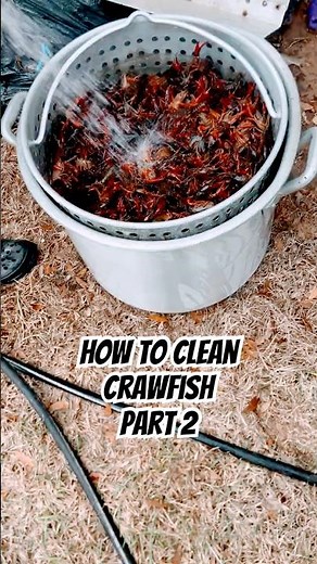 How To Clean CrawFish Part 2 crawfishboil #howtoboilcrawfish #crawfishrecipe