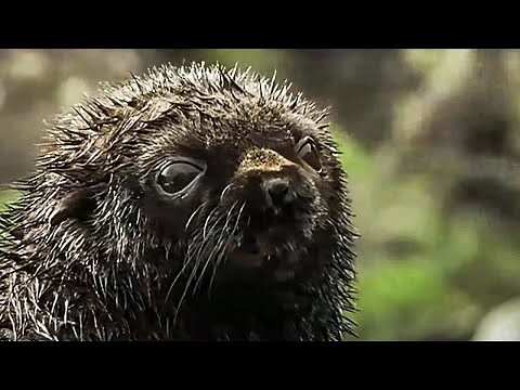 Fur Seals, the Dark Side | Wildlife Documentary