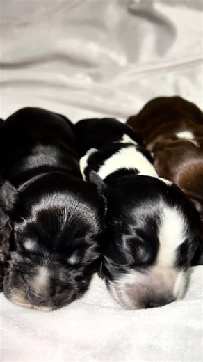 Pequeñas vidas que empiezan a descubrir el mundo 🤎🖤 Nuestra nueva camada de Cocker Spaniel Inglés 🐶✨ Son 8 cachorros, 👉 2 machos y 6 hembras, cada uno con su propia carita, su carácter y ese encanto especial que enamora desde el primer momento 🐾💛 Todos son distintos, pero igual de especiales… 💭 Si tuvieras que elegir solo uno, con cuál te quedarías? Te leemos 👇✨ #cockerspaniel#cockerspanielpuppy#tenerife#elenacurto