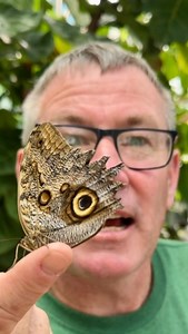 Look at how incredibly delicate this beautiful butterfly is - did you know most butterfly larvae have only one or two food plants! 🦋🙌🏻 • • • #butterfly #instadaily #insects_of_our_world #fyp #wow #pretty #ivancarter #reels #viralreels #livingmybestlife #conservation #closeup | Ivan Carter