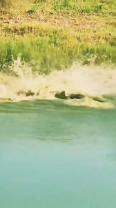 20K views · 153 reactions | crocodile crunch a python | Electron Oasis | Facebook