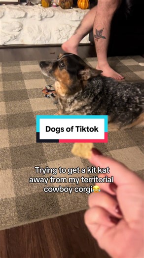 Peep my husband at the 50 second mark 💀 Mix a blue heeler with a corgi and you get a very territorial dog😂 #dogsoftiktok #dogs #doglover #corgisoftiktok #corgi