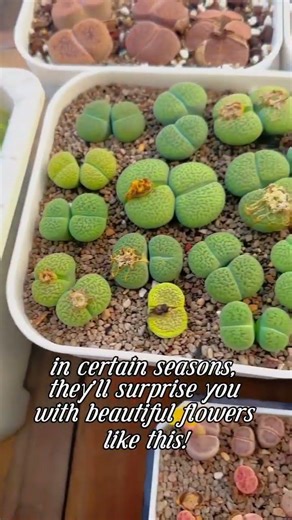 Have you ever seen a stone grow flowers? 🌸