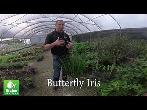 Butterfly Iris - Archer Services