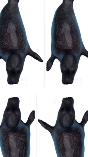 How a seal became the world’s most unexpected DJ. 🦭🎧