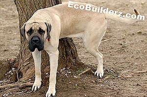 Un remède pour les chiens qui creusent sous la clôture - 2026 | Fr.EcoBuilderz.com