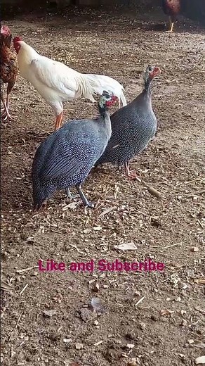 Female Guinea fowl sounds | Male guinea fowl sounds | Guinea fowl video #shorts #guineafowl #viral