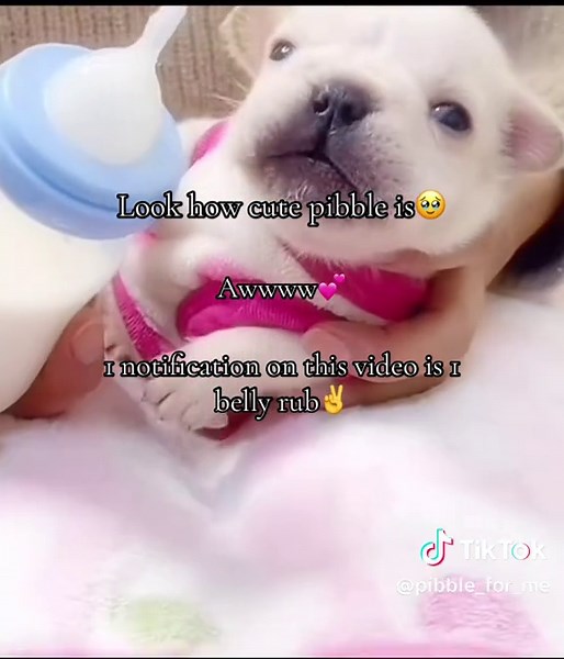 Cute Pibble Dogs That Steal Your Heart