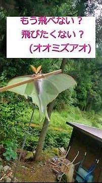 【秘密基地から生存報告】朝の網戸にオオミズアオが来ていた(2回目) #宍粟市