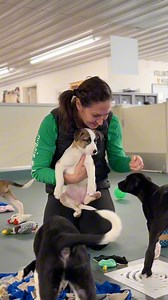 Meet Simon, Alvin, Theodore, Brittany, and Eleanor 🐾🤍 These adorable puppies are full of life, fun, and plenty of snuggles to go around. Nearly 9 weeks old, they’ve been growing up in foster care with our amazing Events & Outreach Coordinator, Joni, who’s here to tell you all about these special pups. Their story began far too early — found at just 4 weeks old under a collapsing house, they were rescued immediately and began receiving the care they so desperately needed. These mixed-breed pupp