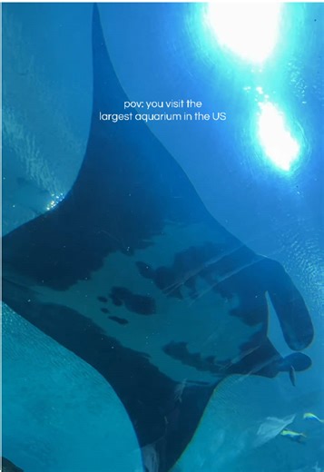 Exploring the Georgia Aquarium: A Day with Marine Life