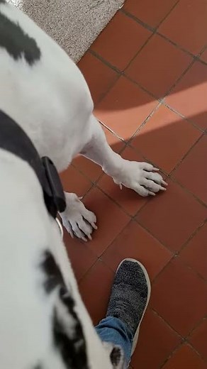 Great Dane Love Wait For It