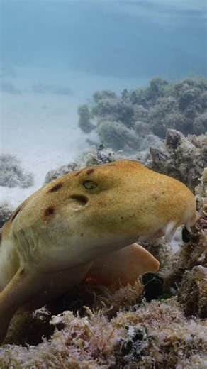 Did you know there are around 133 species of sharks and whales on the Great Barrier Reef? They range from small, cryptic species such as the epaulette shark to large, migratory species such as the whale shark. 📹 @tomparkfilms #GreatBarrierReef #SeetheReef | Great Barrier Reef Marine Park Authority