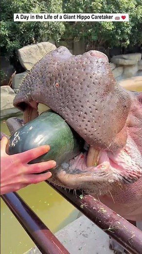 A Day in the Life of a Giant Hippo Caretaker