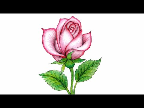 Beautiful Pink Rose Drawing 🌹 | Easy Colored Pencil Art Tutorial