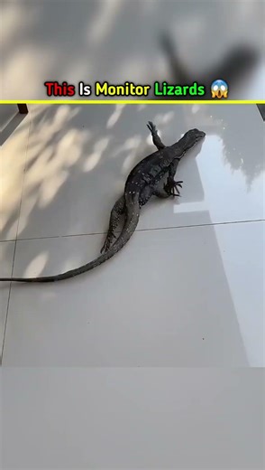 Why Is This Lizards Running Like This 😱 #shorts #facts