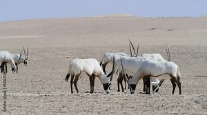 Herd of Arabian Oryx eating in the Desert, Middle East, Arabian Peninsula