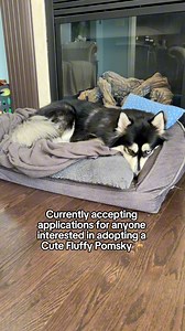 Looking for anyone interested in adopting a Cute Fluffy Pomsky 🐶 #dog #funnyreels #lol #pomsky #shortreels #doglife #dogmom #doggo #furbaby #puppy #fyp #storytime #funnyvideo #cutedog #doglover | Zeus the Pomsky