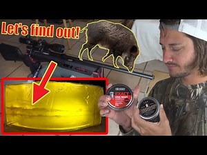 Can a pellet gun kill a hog? Let's Find out!