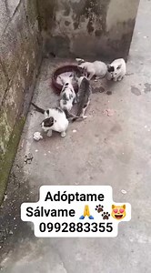 1.3K views · 35 reactions | CASO EXTERNO NOS PIDEN PUBLICAR ESTE CASO URGENTE SE NECESITAN HOGARES RESPONSABLES DE URGENCIA HOY DEJARON BOTADOS A 5 BBS AFUERA DE UNA IGLESIA NECESITA DE URGENCIA HOGARES RESPONSABLES PARA QUE ESTOS BBS NO MUERAN ATROPELLADOS XQUE SE CRUZAN LAS CALLES TIENEN 2 MESES APROXIMADAMENTE SE VEN MUY SANITOS Más información al 0992883355 o al 098 134 3629 Por favor compartir  | Adopción Animal Guayaquil - AG | Facebook