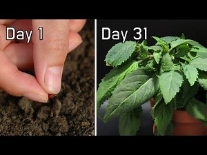 How Mint Grow from Seeds | 31 Days in 2 Minutes Timelapse