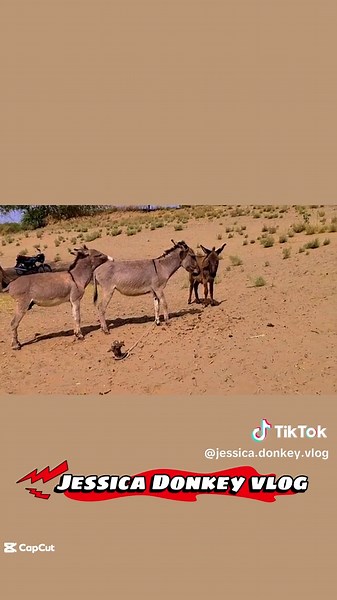 Understanding Donkey Love and Breeding Practices