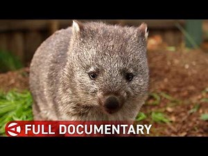 Australia’s Wildlife in Crisis - Episode 3: Saving the Tasmanian Devil