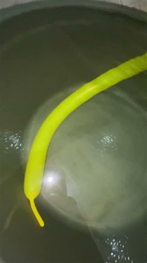 Yellow Balloons blow up with water #balloon