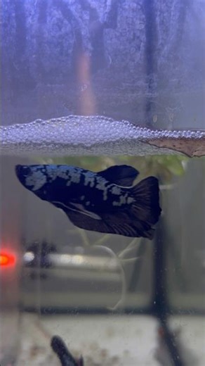 Cortejo y puesta de Betta Plakat Dragón 🫧🐉 #bettaplakat #bettafish #betta #bettadrag0n