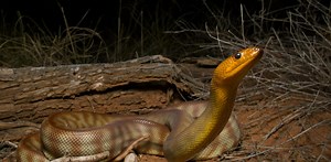 Snakes can hear you scream, new research reveals