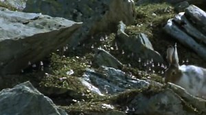 92K views · 3.6K reactions | Documental - Resistente en la Cima - Los Secretos de la Naturaleza | HLD Documentales | Facebook